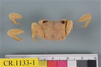 藏品(斑點擬相手蟹)的圖片